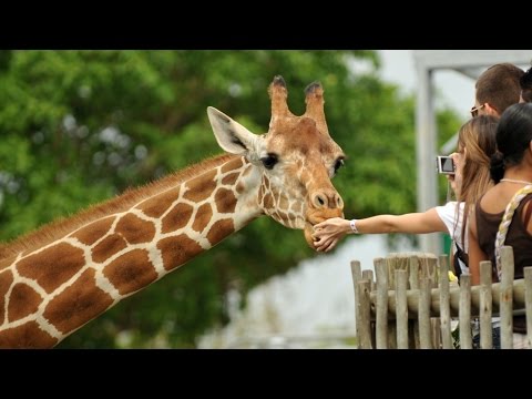 Video: Ero San Diegon Eläintarhan Ja Toronton Eläintarhan Välillä