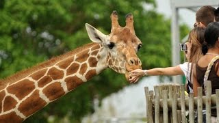 Samson the Giraffe from Moscow Zoo Samson the Giraffe from Moscow Zoo
