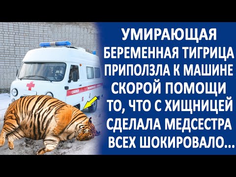 Видео: Беременная тигрица приползла к машине скорой помощи. И то, что с ней сделала медсестра...