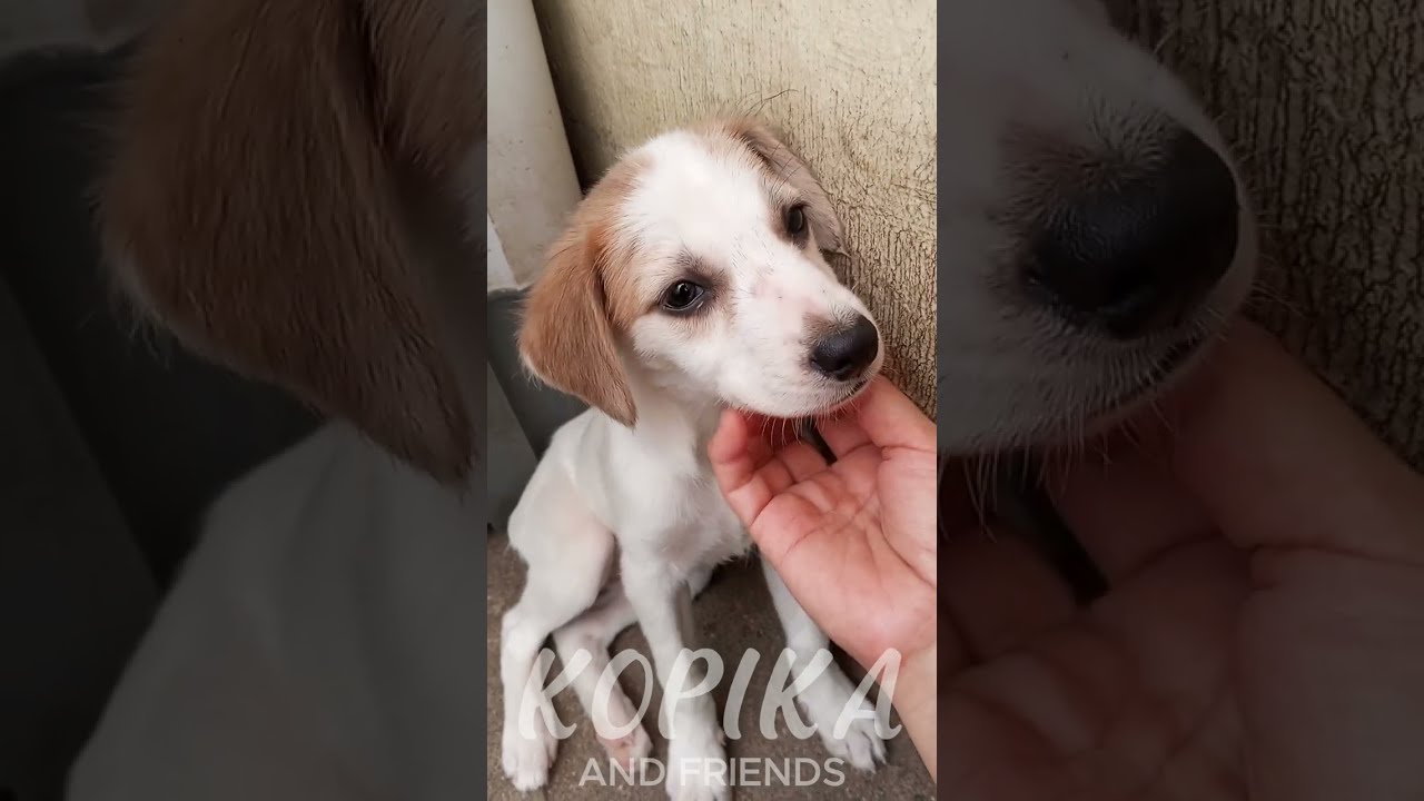 ЖИЗНЬ ЩЕНКА КОРОТКА | Копика 