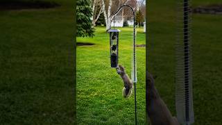 😳 गिलहरियों को भगाने का सबसे चौंकाने वाला तरीका!#SquirrelFacts #AnimalFacts #WildlifeFacts