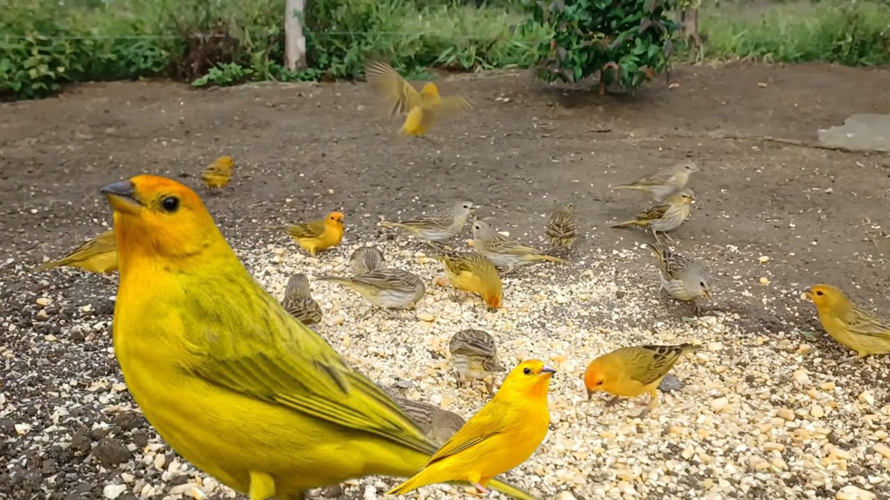 canário da terra junto na seva