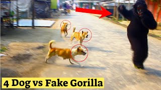 3 Dogs vs Fake Gorilla | Dog Attacking Fake Gorilla | Gorilla Pranks Goes Wrong | Try To Stop Laugh