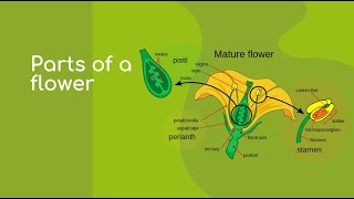 Parts of A flower - Powerpoint Presentation Parts of A flower - Powerpoint Presentation