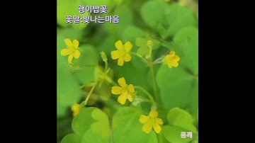 Thumbnail of 괭이밥꽃, 꽃말은 빛나는 마음/몽깨 [행복시선(視禪)]