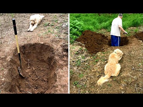 Video: Keď pes kope jamu?