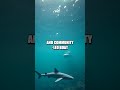 Into the Living Depths: A Global Diver's Reef Pledge