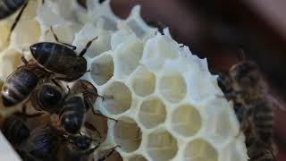 20200719 Эпизод жизни пчёл