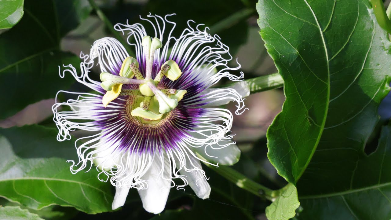 Цветы маракуйи — это нечто потрясающее!