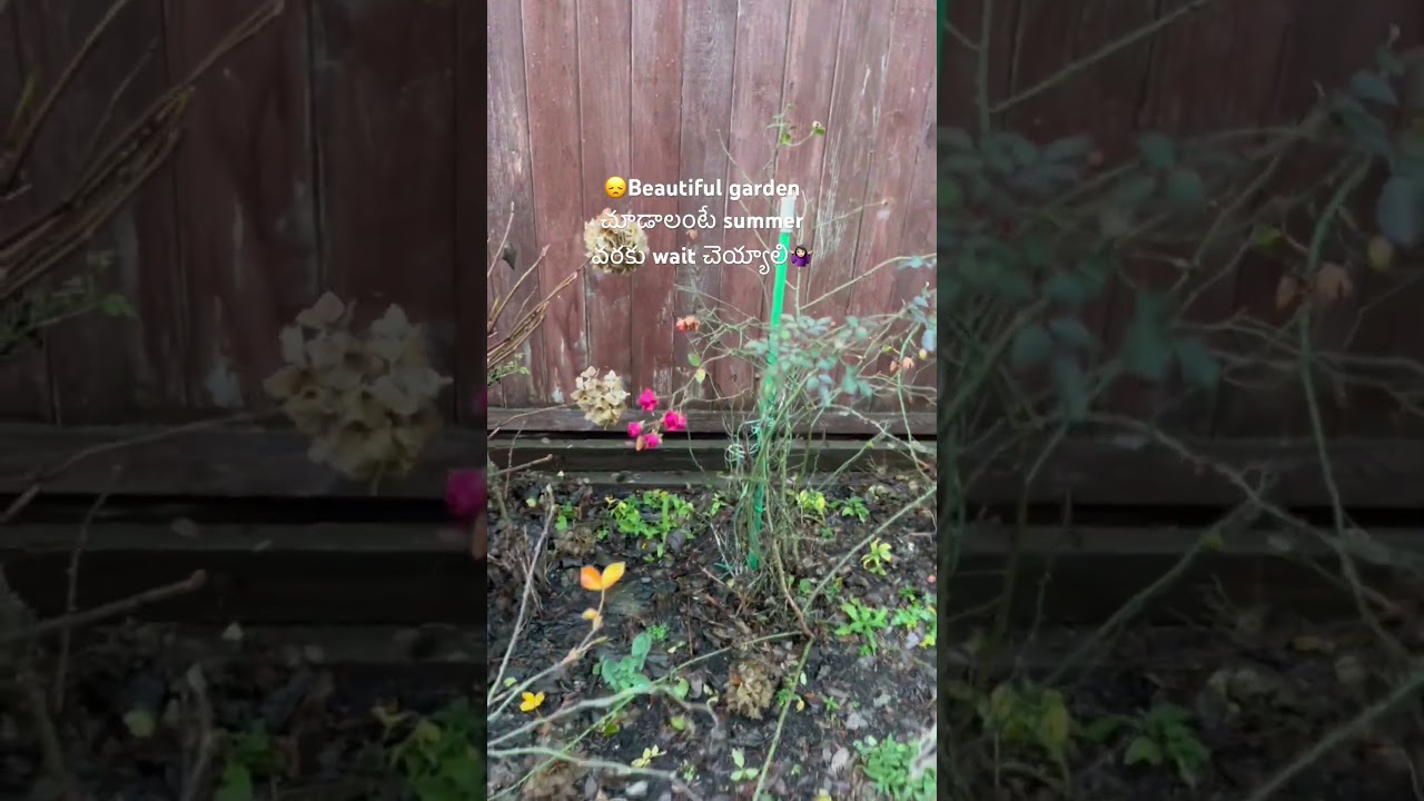 కలకలలాడే backyard కాస్తా ఇలా ఐపోయింది😞#shortvideos #viralshorts #canadavlogs #garden #ashortaday
