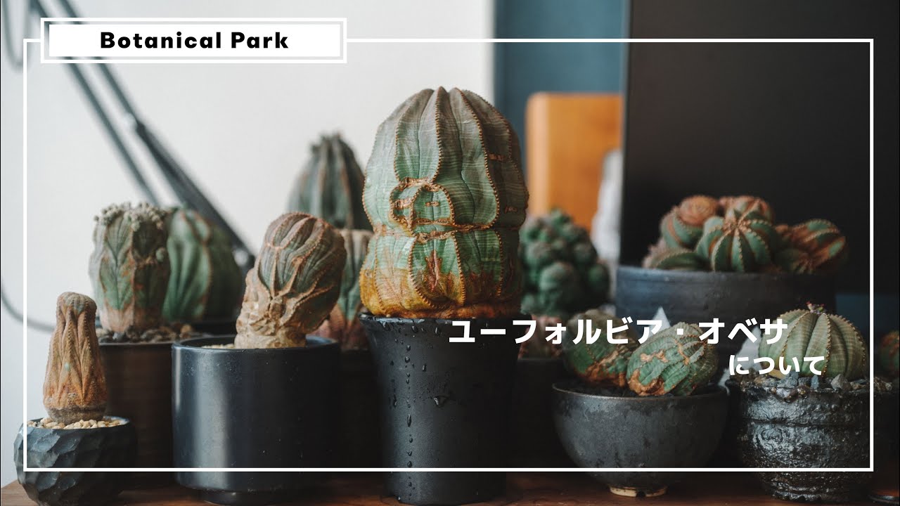 今一番熱い、ユーフォルビア・オベサ- BOTANICAL PARK vol.8