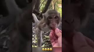 Mutlu maymun #monkey #smile #mutluluk