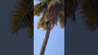 A coconut tree that has not been climbed for a long time Cleaning #tamil#hardwork#coconut#workout