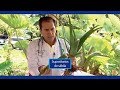 Supositorios de sábila | Doctor Jorge Enrique Rojas | Dr rojas