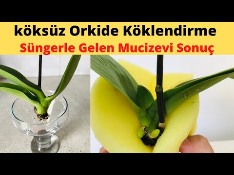 Video: Orkide Növləri