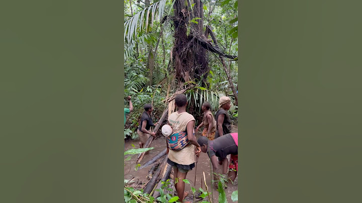Las familias Pigmeos Baka, en la selva de Camerún 📍🌍❤️ #africa #culture #travel