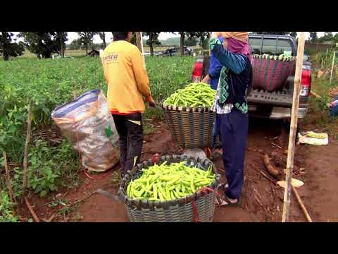 Video: Zatiukha Kua Zaub