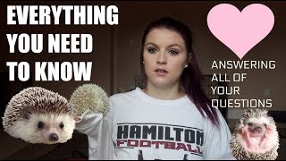 WHAT YOU NEED TO KNOW BEFORE GETTING A HEDGEHOG