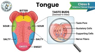 Class 6 Science | Tongue Explained | Taste Buds, Papillae &amp; Saliva in Easy Way + SHOCKING Fact!