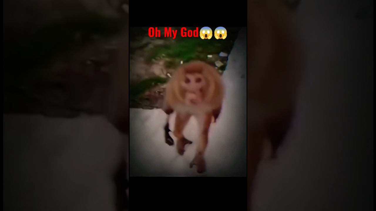 Zombie Monkey🐵😱🔥🔥
