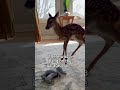 Any suggestions on what to do!? #animals #wholesome
