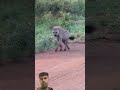 A sensational whooping performance from this stunning female spotted hyena #wildlife #nature #shorts