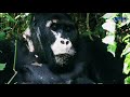 Natural forest || Amazing in monkey and family life || shorts film video