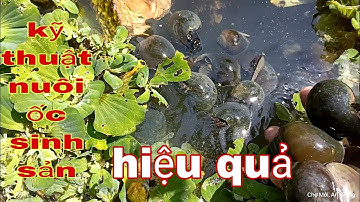 CÁCH NUÔI ỐC BƯƠU SINH SẢN HIỆU QUẢ NHẤT💕TRẠI ỐC VĂN HẢI