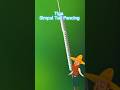 Simpul Tali Pancing #fgknot #prknot #Albrightknot #simpulpancing #simpulmemancing #simpultali #fyp