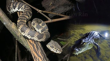 Ban Đêm Ở Rừng Ngập Mặn: Mọi Hướng Đều Là Hiểm Họa! | @thegioiran | @thegioiran