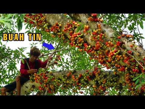 Video: Buah Ara Pohon Jatuh - Cara Mengatasi Buah Ara Jatuh Dari Pohonnya