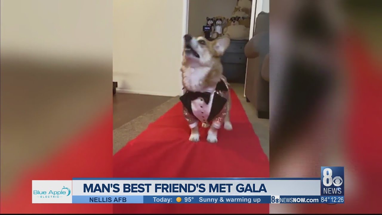 Man's best friends' 'Met Gala' YouTube