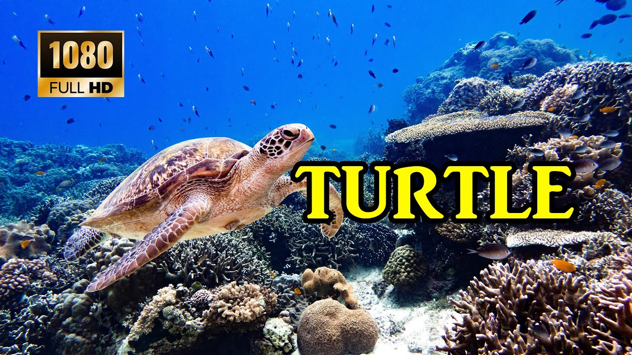 Turtle Paradise Undersea Nature Relaxation Music YouTube