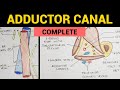 Adductor Canal ( Subsartorial Canal ) | Features, Boundaries & Contents