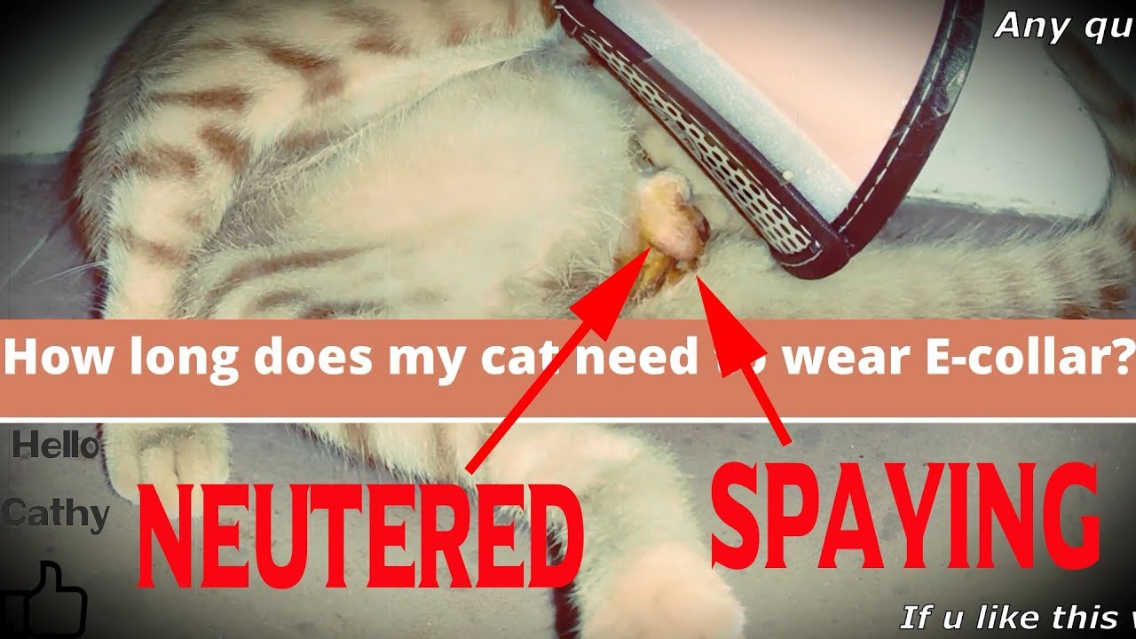 How long have to wear the Ecollar after spaying/neutering?Aftercare