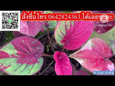 Ep.517❤️‼️บอนสีไผ่หอก สวยๆ ทั้งนั้นพร้อมพาชมสวนแม่พันธุ์💖 #บอนสี #caladium #บอนสีโบราณ