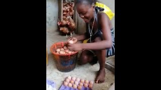 Collecting eggs in the chicken coop at St. Martin's in Port Loko Sierra Leone