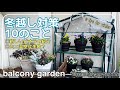 コリウスで実験!温室は失敗？初心者でも今年はあきらめない！冬越し対策10のこと/また増えたビオラ/10 Tips for Winter Balcony#29