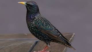 BIRD SONG IN THE SCOTTISH BORDERS - 24.4.24 at 5am - DAWN CHORUS