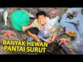 Nyeser banyak hewan laut aneh di pantai surut pedalen kebumen