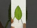 Hand Embroidery Leaf Tutorial #leafembroidery #handembroidery