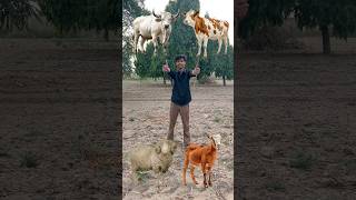 Bail gay bhed bakri #ytshorts #vfx #viral #video #shortsfeed