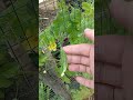 Ayo berkebun mulai dari kebun kecil di depan rumah! #sayuran #kebun