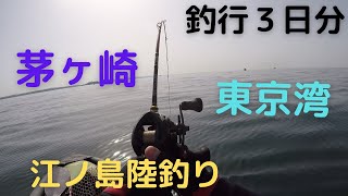 釣行３日分　茅ヶ崎烏帽子岩と東京湾でSUPフィッシング　　江ノ島で陸釣り