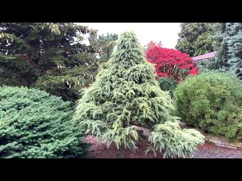 Video: Himalaya cedar (Cedrus deodara): perihalan