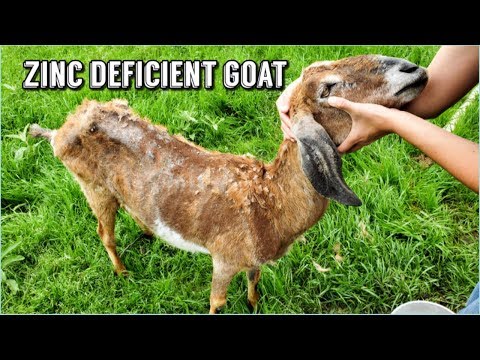Can Selenium Deficiency Cause Hair Loss In Goats