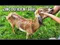 MY GOATS FUR IS FALLING OUT || ZINC DEFICIENCY