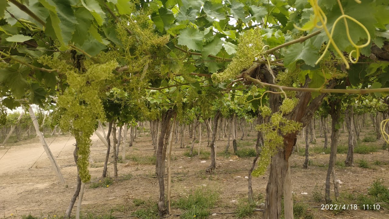 كيفيه رش الاستطالة يعني أية تزهير وعقد العنب السوبريور أية المطلوب في المرحلة دي