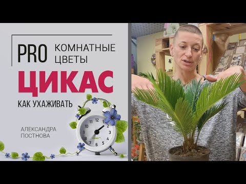 Видео: Sago palm, или Cycas revoluta: описание, домашни грижи
