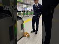 【cute】起こすべきか悩む駅員さん×爆睡猫🐱💤🚉 #cat #station #cute #japan #funny @chiero_piero